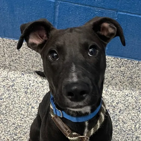 A young medium-sized female Labrador Retriever dog named Nemo for adoption in Golden, CO