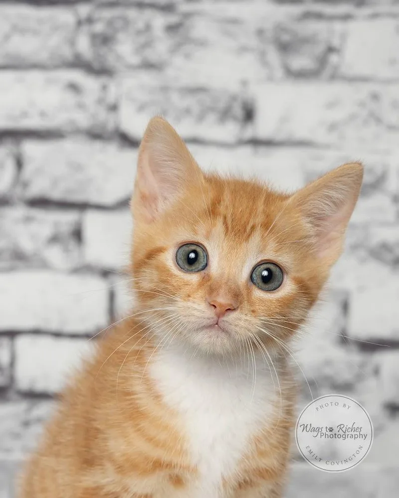 A baby medium-sized female Tabby (Orange / Red) Domestic Short Hair cat named Liv for adoption in Tuscaloosa, AL