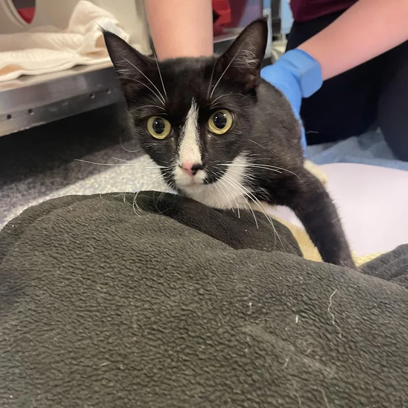 An adult medium-sized female Black Domestic Short Hair cat named Kiki for adoption in Port Townsend, WA