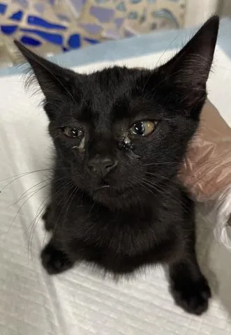 A baby small-sized female Domestic Short Hair cat named Lulu for adoption in Pensacola, FL