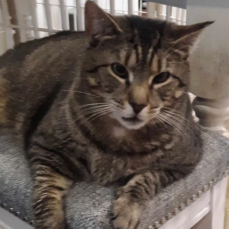 Mini Mouse thumbnail 2