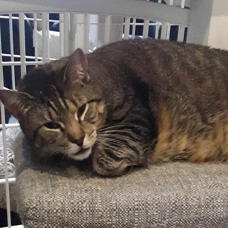 Mini Mouse thumbnail 3