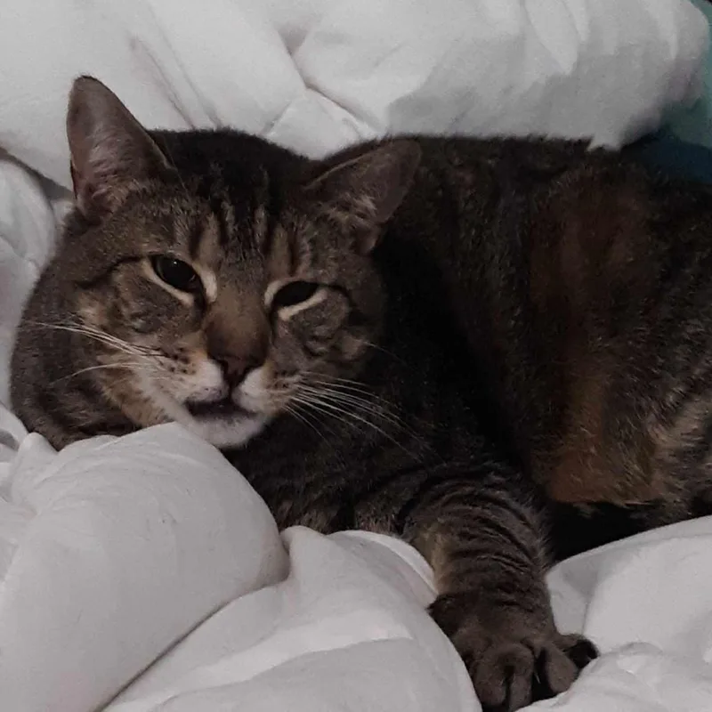 Mini Mouse thumbnail 4