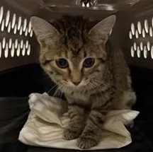 A young medium-sized female Brown / Chocolate Domestic Short Hair cat named Penny for adoption in Rapid City, SD