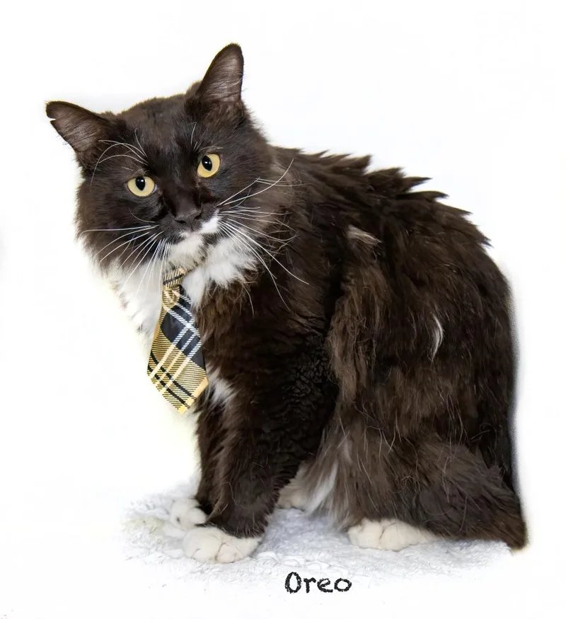 A young large-sized male Domestic Long Hair cat named Oreo for adoption in Hot Springs Village, AR