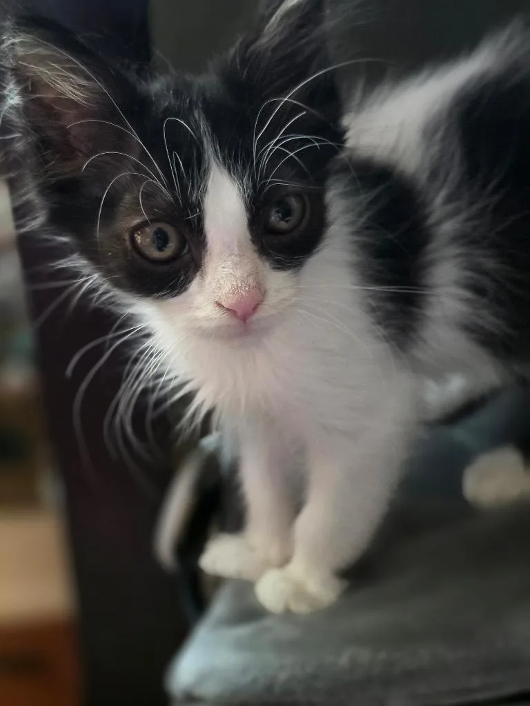 A baby medium-sized male Domestic Short Hair cat named Batman for adoption in San Antonio, TX