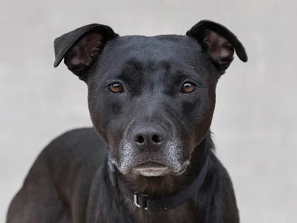 An adult medium-sized female Mixed Breed dog named Lucy for adoption in Longmont, CO