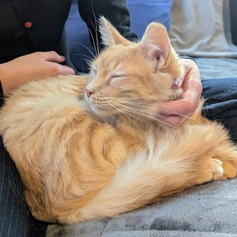 A young medium-sized male Buff / Tan / Fawn Domestic Short Hair cat named Wisp for adoption in South Elgin, IL