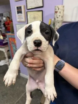 A baby small-sized male Mixed Breed dog named Bullseye for adoption in West Chester, PA