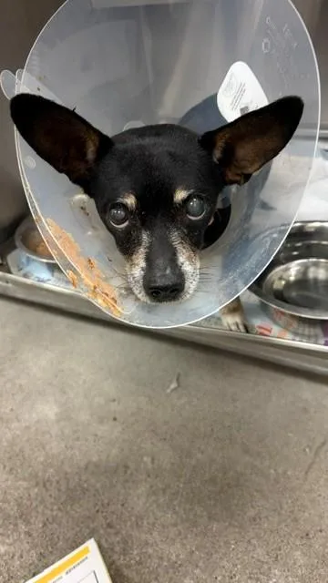 An adult medium-sized male Chihuahua dog named Peanut for adoption in Downey, CA