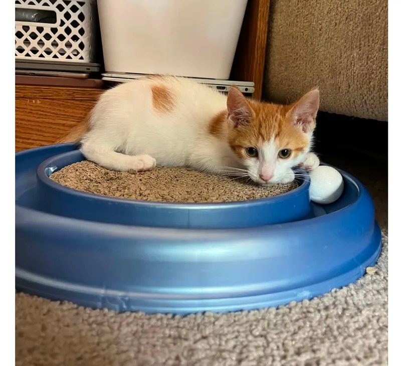 A baby small-sized male Smoke Domestic Short Hair cat named Leo for adoption in Harrison, MI