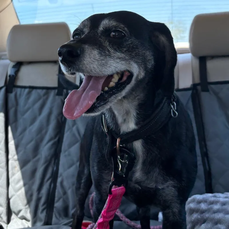 A senior small-sized male Black Beagle dog named Hawkeye for adoption in West Des Moines, IA
