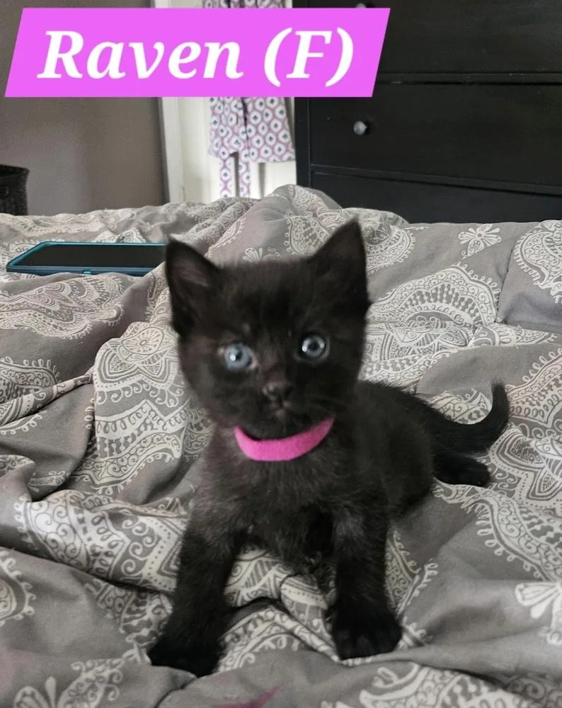 A baby small-sized female Black Domestic Short Hair cat named Raven for adoption in Chalfont, PA