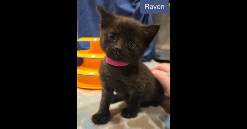 Raven thumbnail 2
