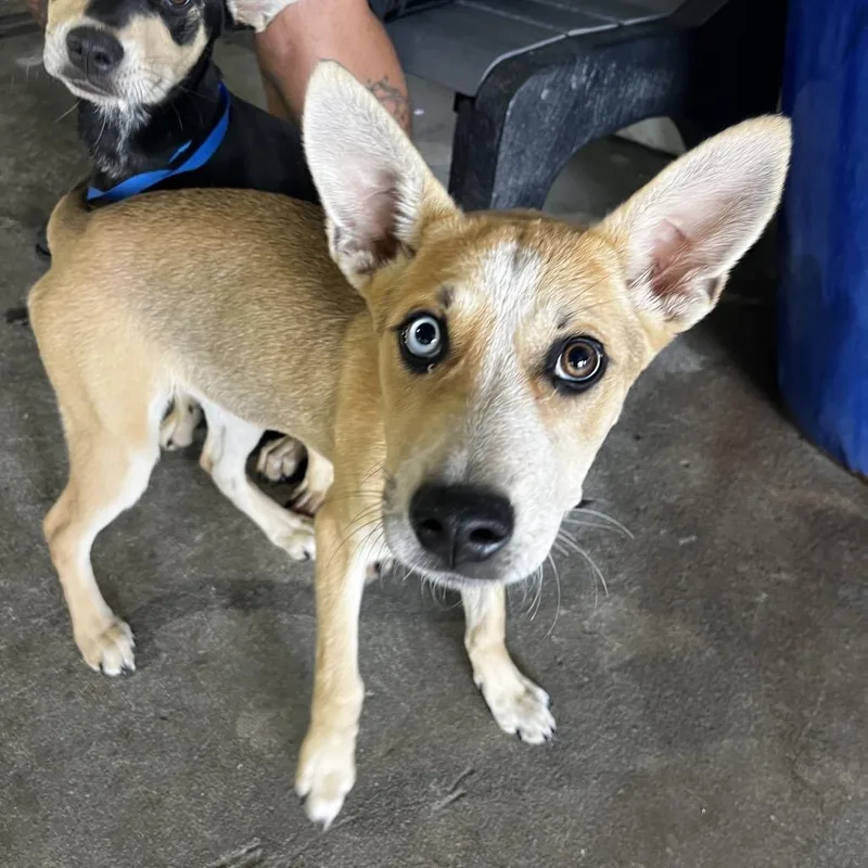 A young small-sized female Brown / Chocolate Terrier dog named Moon for adoption in Tampa, FL