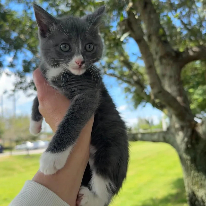 A baby medium-sized female Gray / Blue / Silver Domestic Short Hair cat named Lavender for adoption in Sunrise, FL