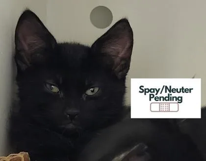A baby small-sized male Domestic Short Hair cat named Chip for adoption in Kalispell, MT
