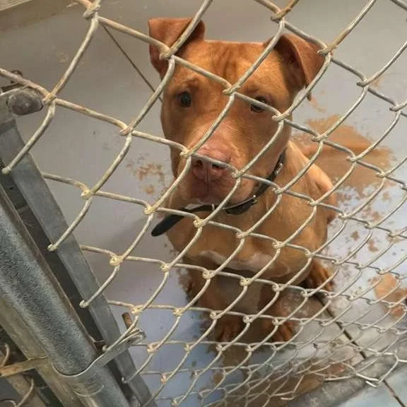 An adult medium-sized male Red / Chestnut / Orange Mixed Breed dog named Bro for adoption in Gadsden, AL