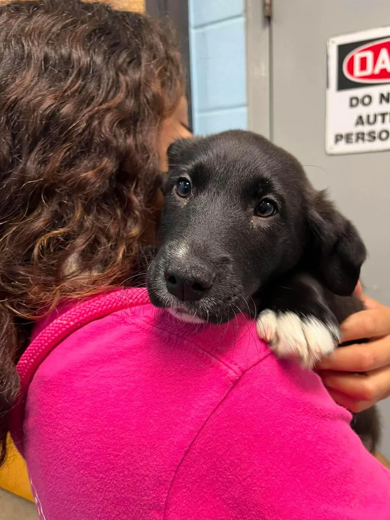 A baby large-sized male Black Mixed Breed dog named Bert for adoption in Elyria, OH