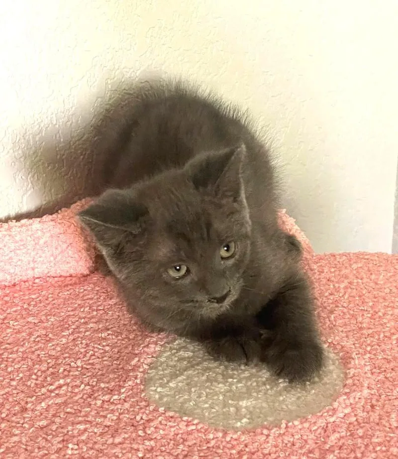 A baby medium-sized male Domestic Short Hair cat named Fog for adoption in Pasco, WA