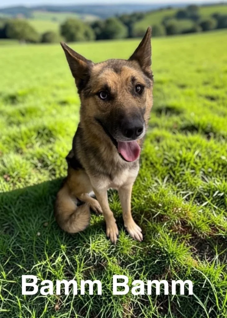 A young medium-sized male German Shepherd Dog dog named Bam Bam for adoption in Camden, TN