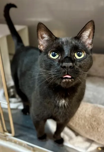 A senior large-sized male Domestic Short Hair cat named Johnny Cash for adoption in York, SC