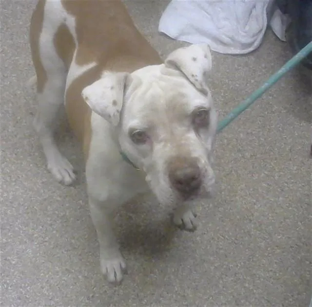 An adult large-sized female Pit Bull Terrier dog named Cover Girl for adoption in Albuquerque, NM