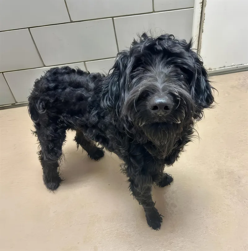 A young small-sized male Black Mixed Breed dog named Max for adoption in Nashville, TN