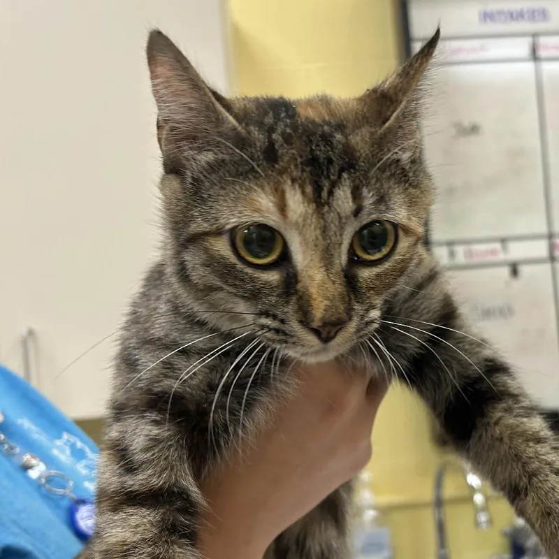 A young medium-sized female Brown / Chocolate Domestic Short Hair cat named Pasta for adoption in Dover, NH