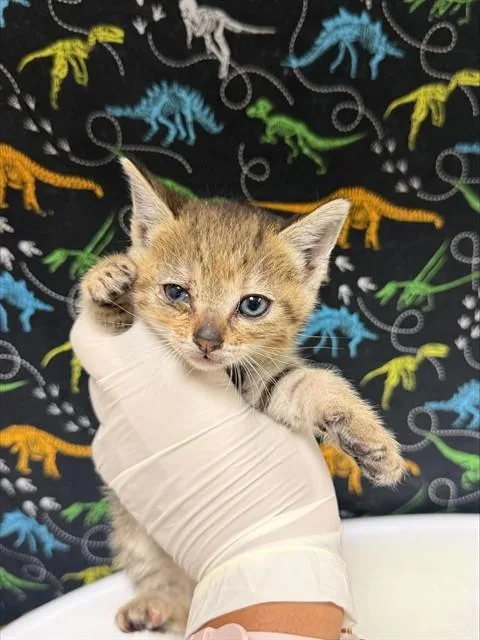 A baby small-sized female Domestic Short Hair cat named Bubbles for adoption in Riverside, CA