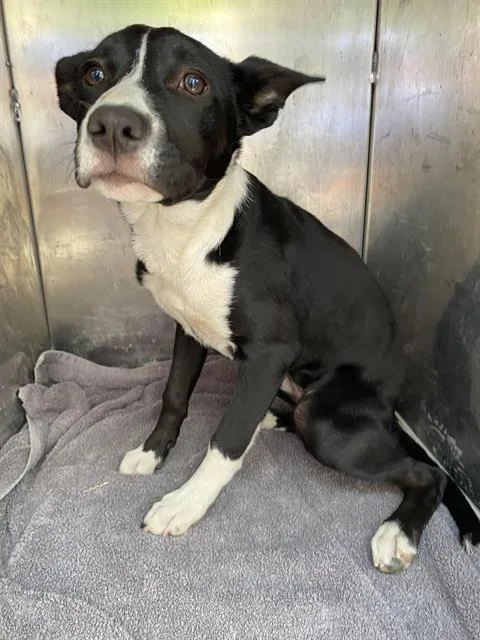 A young medium-sized female Border Collie dog named Luna for adoption in Sacramento, CA