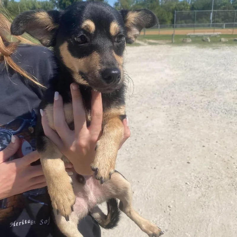 Hoffer Stray Hold