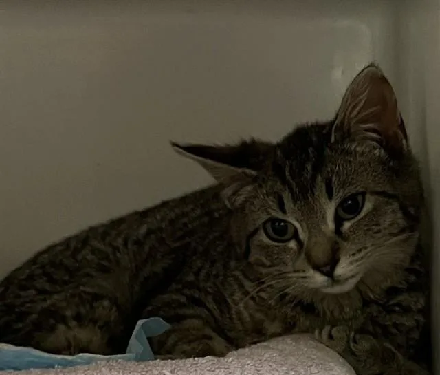 A young medium-sized male Domestic Short Hair cat named Flux for adoption in Dedham, MA