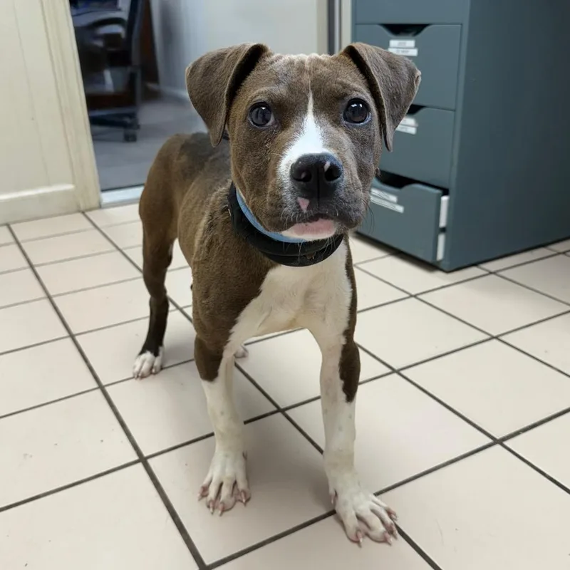 A young small-sized male Pit Bull Terrier dog named Chester for adoption in Tuscaloosa, AL
