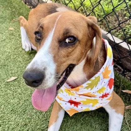 An adult medium-sized female Treeing Walker Coonhound dog named Kibbles for adoption in Largo, FL