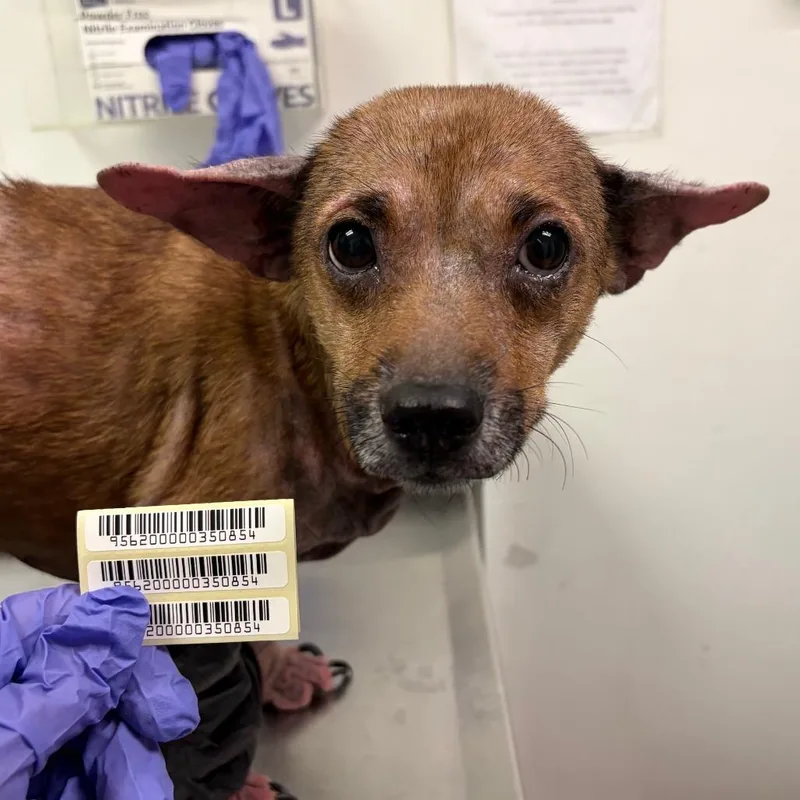 An adult small-sized female Yellow / Tan / Blond / Fawn Mixed Breed dog named Buick LeSabre for adoption in Charleston, WV