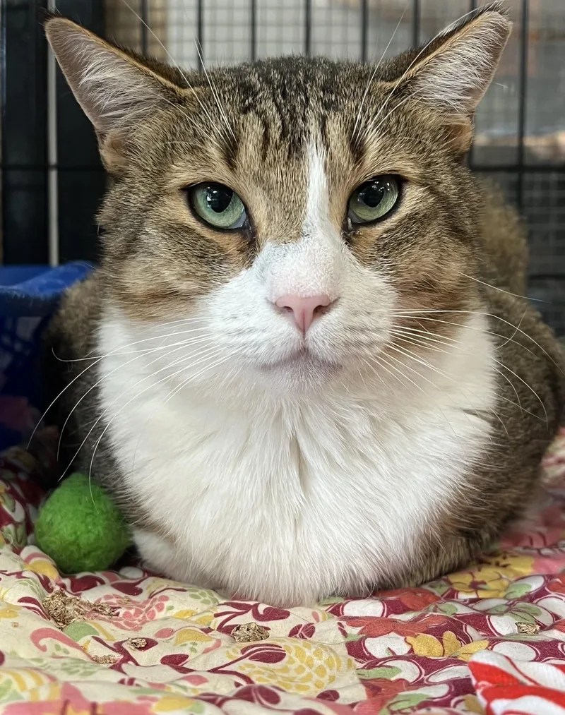 An adult large-sized male Tabby (Brown / Chocolate) Domestic Short Hair cat named Jepson for adoption in Johnston, RI