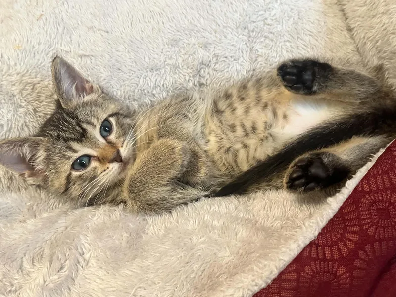 A baby small-sized female Domestic Short Hair cat named Pizzazz for adoption in Milwaukee, WI