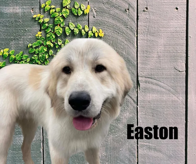 An adult large-sized male White / Cream Great Pyrenees dog named Easton for adoption in Marshville, NC