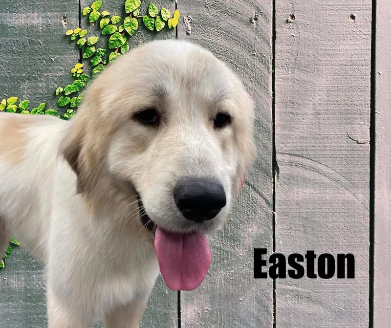 Easton thumbnail 2