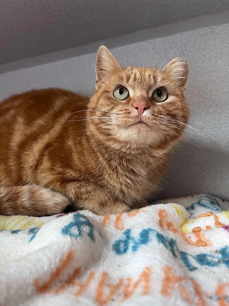 An adult medium-sized male Orange & White Domestic Short Hair cat named Burdock for adoption in Bowling Green, OH