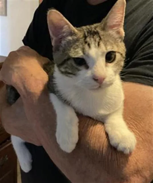 A young small-sized male Domestic Short Hair cat named Cuddles for adoption in Pasadena, TX