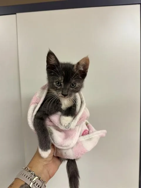 A baby medium-sized female Domestic Short Hair cat named Remy for adoption in Sugar Land, TX