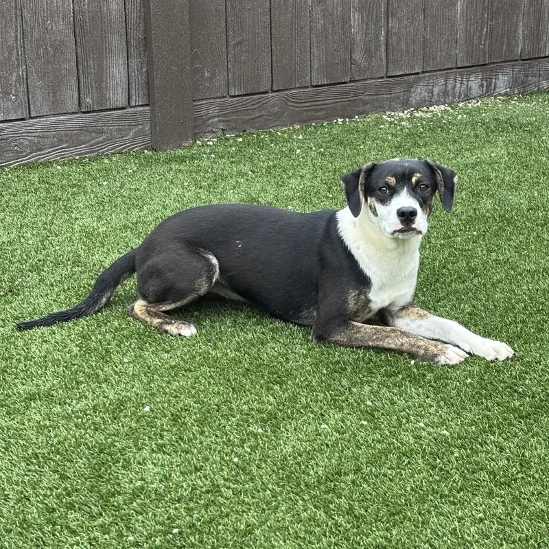 A young medium-sized female Black Mixed Breed dog named Maggie for adoption in LOXAHATCHEE, FL