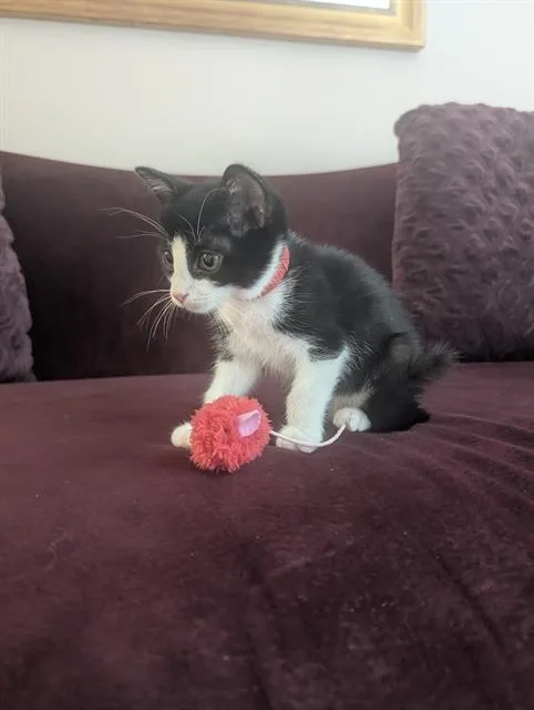 A baby small-sized female Domestic Short Hair cat named Minnie for adoption in Charlotte, NC