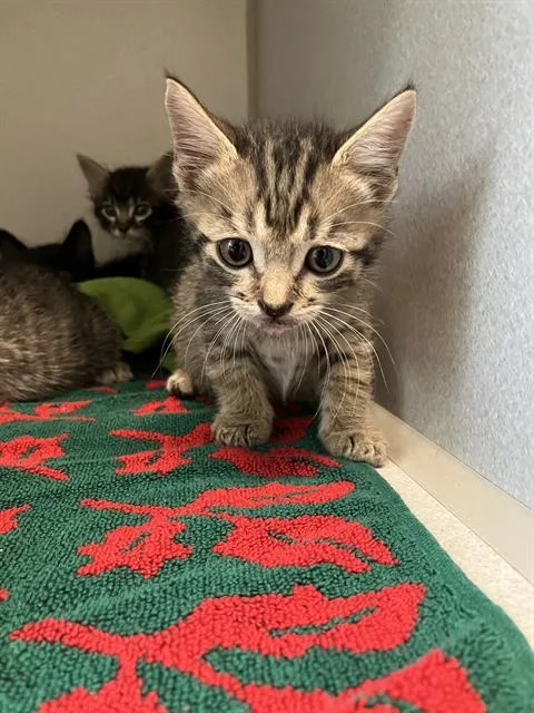 A baby small-sized male Domestic Short Hair cat named Crimson for adoption in Long Beach, CA