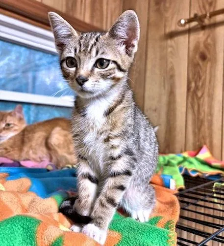 A baby medium-sized female Tabby cat named Alie for adoption in Rutherfordton, NC