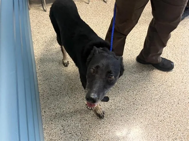 An adult large-sized female Belgian Shepherd / Malinois dog named Rocks for adoption in Miami, FL