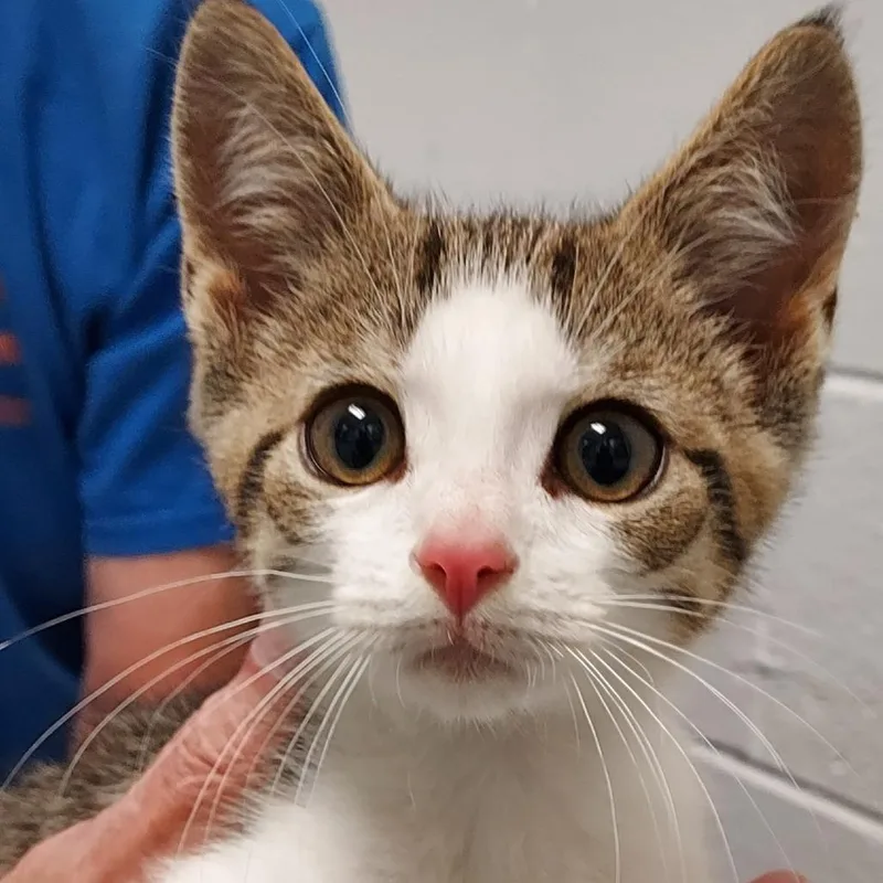A baby small-sized male Brown / Chocolate Domestic Short Hair cat named Keith Kabob for adoption in Dayton, OH
