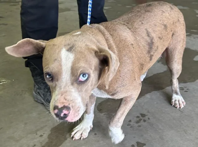 A young medium-sized female Mixed Breed dog named Sasha for adoption in Pensacola, FL